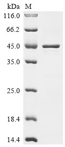 Paramyosin, partial, Dermatophagoides farinae, recombinant