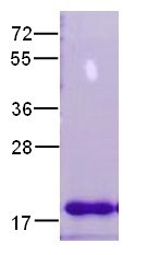 Arf6 (ADP-ribosylation factor 6), human recombinant, His6-tag [E. coli]
