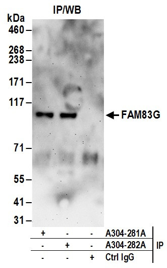 Anti-FAM83G
