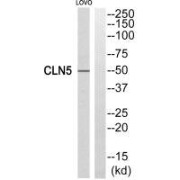 Anti-CLN5