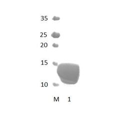 MAGI3_4 PDZ Domain