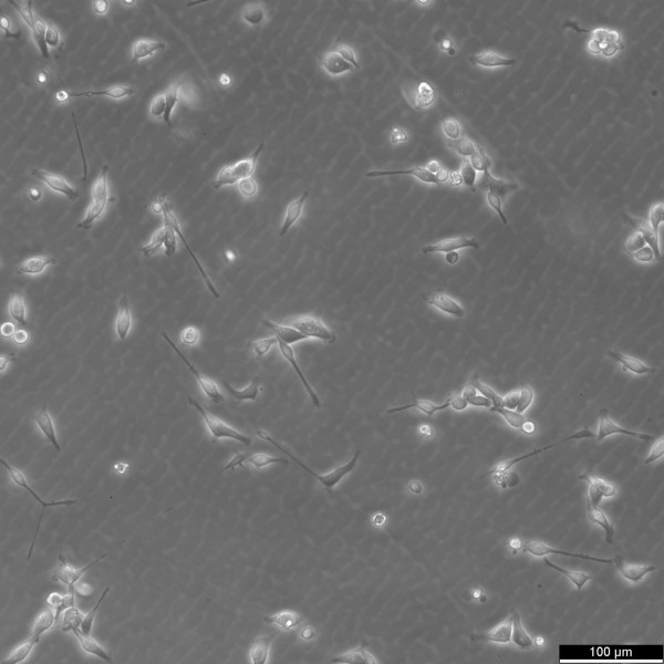 HCC1806 Cells