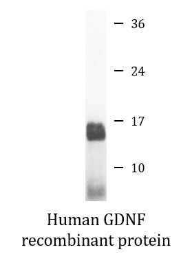 Human GDNF recombinant protein (Active)