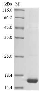 Scrapie-responsive protein 1 (Scrg1), mouse, recombinant
