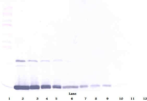 Anti-GM-CSF (Biotin)