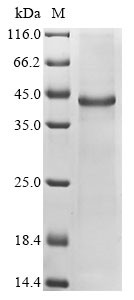 Cellular communication network factor 6 (Ccn6), mouse, recombinant
