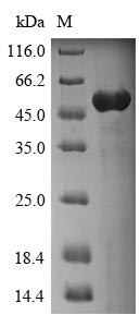 Annexin A4 (ANXA4), human, recombinant
