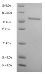 Contactin-associated protein 1 (CNTNAP1), partial, human, recombinant