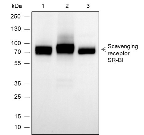 Anti-Recombinant Scavenging Receptor SR-BI, clone A648