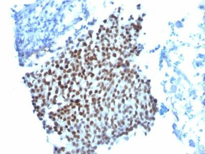 Anti-p21 / WAF1(WA-1), CF568 conjugate, 0.1mg/mL