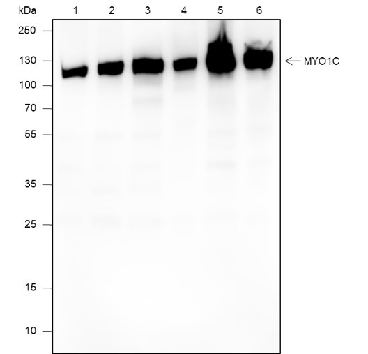 Anti-Recombinant MYO1C, clone A610
