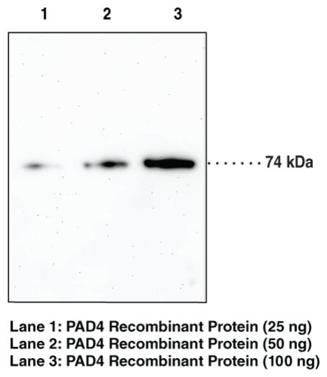 Anti-PAD4 (Clone 6D8)