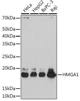 Anti-HMGA1