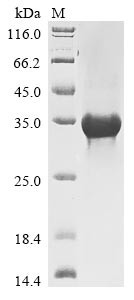SPRY domain-containing SOCS box protein 1 (SPSB1), human, recombinant