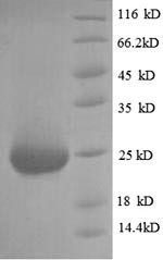 Fibroblast growth factor 23 (Fgf23), rat, recombinant