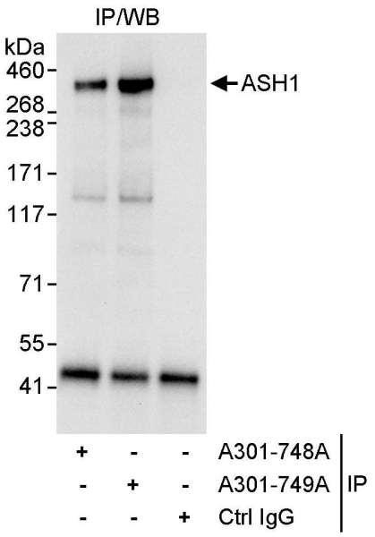 Anti-ASH1