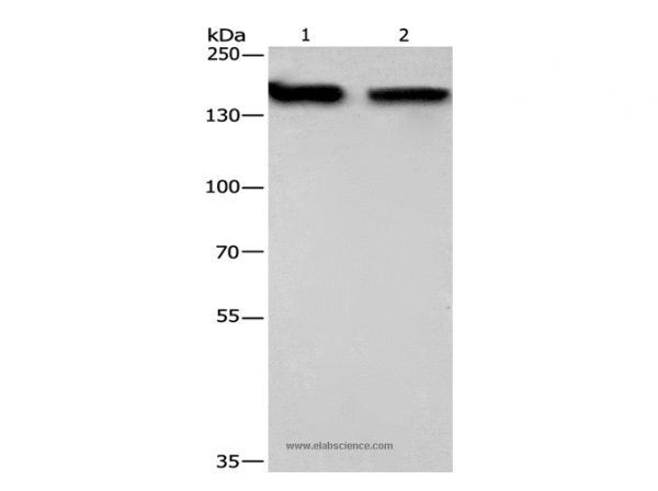 Anti-NCAPD2
