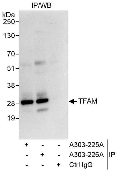 Anti-TFAM