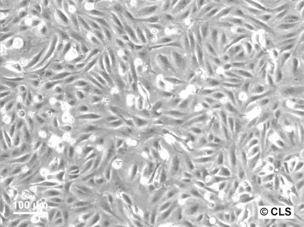 CV-1 Cells