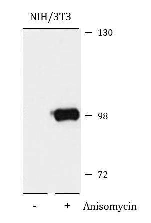 Anti-phospho-MSK1 (Ser376)