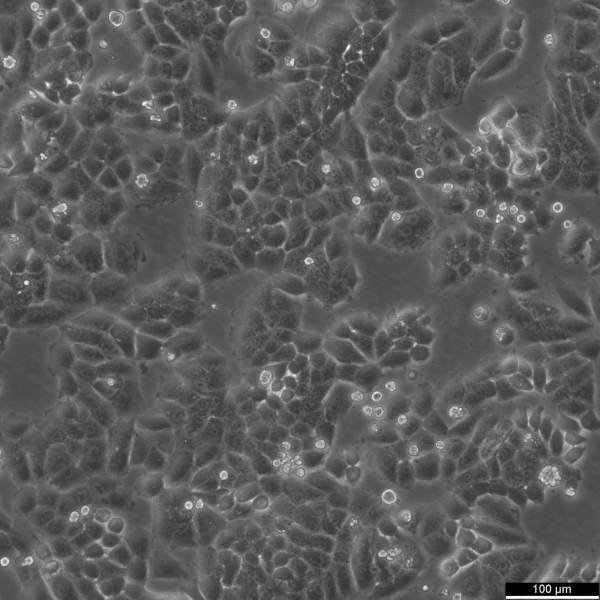 NCI-H460 Cells
