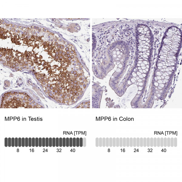 Anti-MPP6