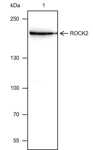 Anti-Recombinant ROCK2, clone A352