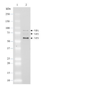 AAV8 Luciferase-eGFP