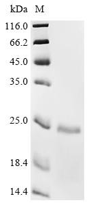 Telomerase-binding protein EST1A (SMG6), partial, recombinant human