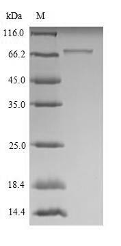 Roundabout homolog 1 (Robo1), partial, mouse, recombinant