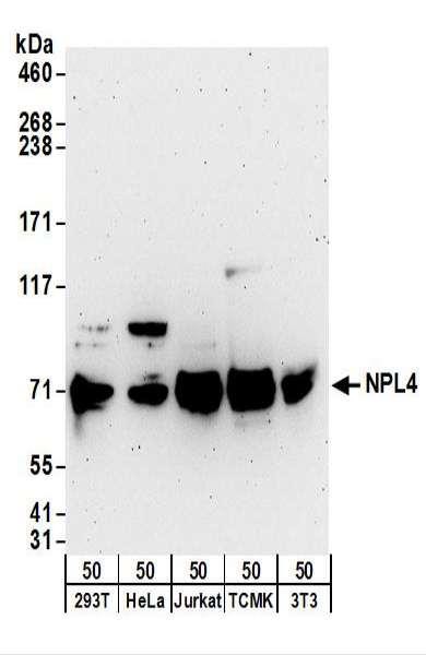 Anti-NPL4