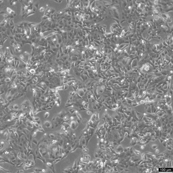SW-480 Cells