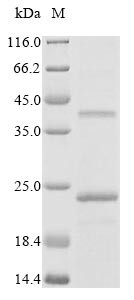 Peripheral myelin protein 22 (Pmp22), rat, recombinant