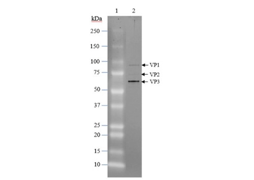 AAV1 Luciferase-mCherry