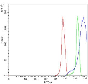 Anti-TRPV6 / CaT-L / CaT1