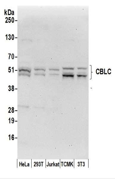 Anti-CBLC/CBL-3