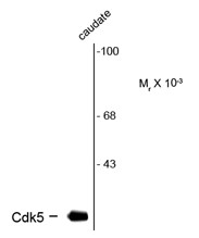 Anti-CDK5, clone 1H3