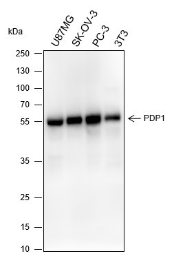 Anti-Recombinant PDP1, clone A327