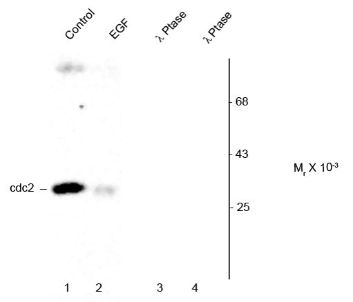 Anti-phospho-CDK1 / CDC2 (Tyr15)