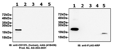 CD137L, Soluble (human) (rec.)