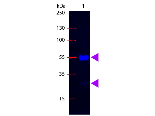 Anti-Swine IgG (H&amp;L) [Rabbit] Fluorescein conjugated F(ab')2 fragment