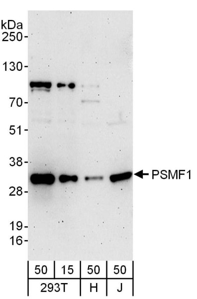 Anti-PSMF1