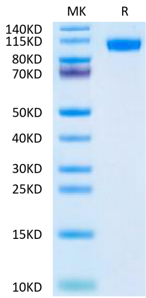 Mouse NCAM-1/CD56 Protein