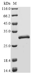 COMM domain-containing protein 5 (COMMD5), human, recombinant