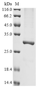 Acetoacetate decarboxylase (adc), Clostridium acetobutylicum, recombinant