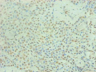 Anti-PRL Monoclonal, clone 4A2B3