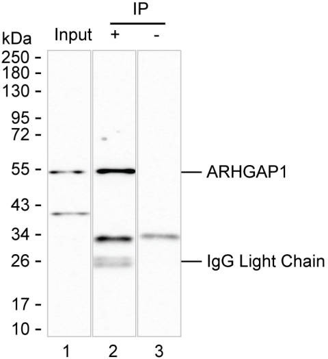 Anti-ARHGAP1