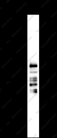 Anti-Recombinant IKK-gamma, clone C112039