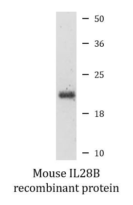 Mouse IL28B recombinant protein (Active)