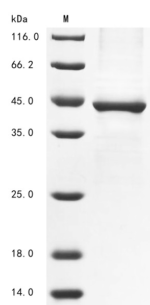 Phospholipase A2 group XV (PLA2G15), dog, recombinant